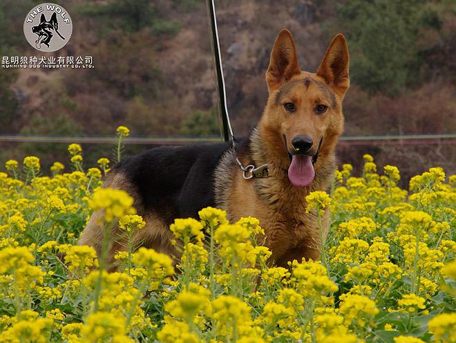 中华田园犬有哪些品种_中华田园犬12个品种图_中华田园犬是什么犬