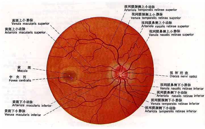 眼球的结构图_房子四梁八结构图说明_构图法则三角构图如何放进两个人