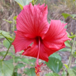 徐志摩的散文陌上花开赏析_陌上花开 安意如_徐志摩《陌上花开》