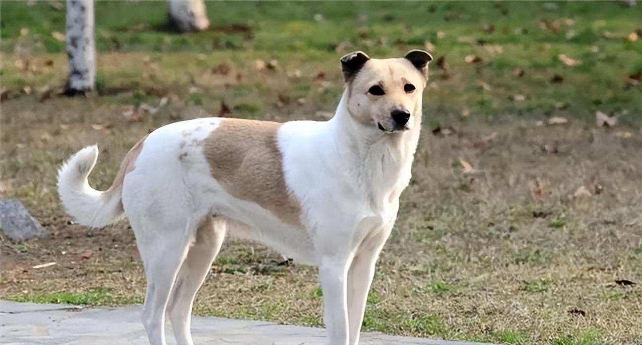 犬种大全_格力犬南宫新近种公犬_格力犬南宫新进种公犬