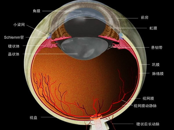 眼球的结构图_房子四梁八结构图说明_构图法则三角构图如何放进两个人