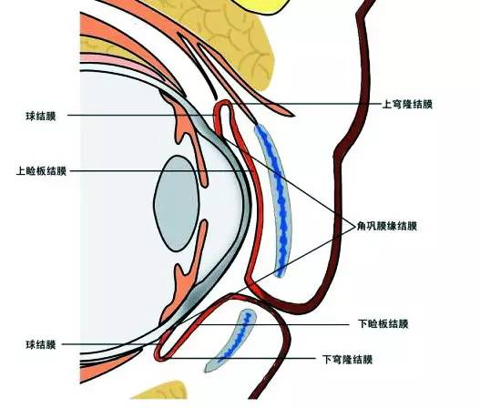 构图法则三角构图如何放进两个人_眼球的结构图_房子四梁八结构图说明