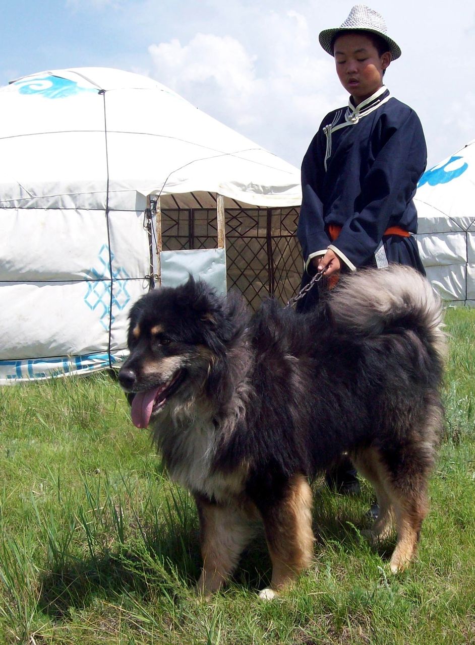 中华田园犬是什么犬_中华田园犬有哪些品种_中华田园犬12个品种图