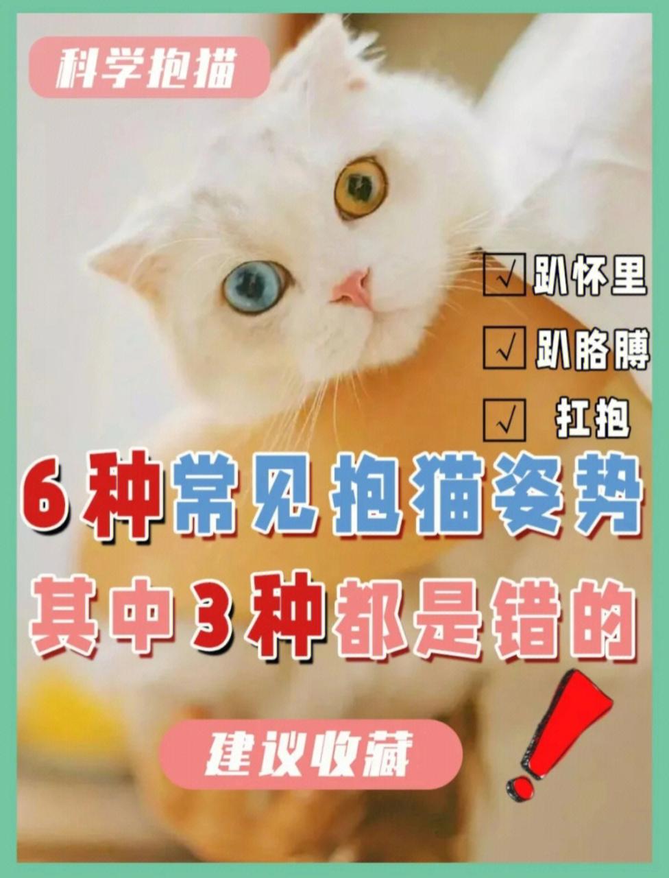 帕拉斯猫兔狲_帕拉斯猫_帕拉斯猫多少钱一只