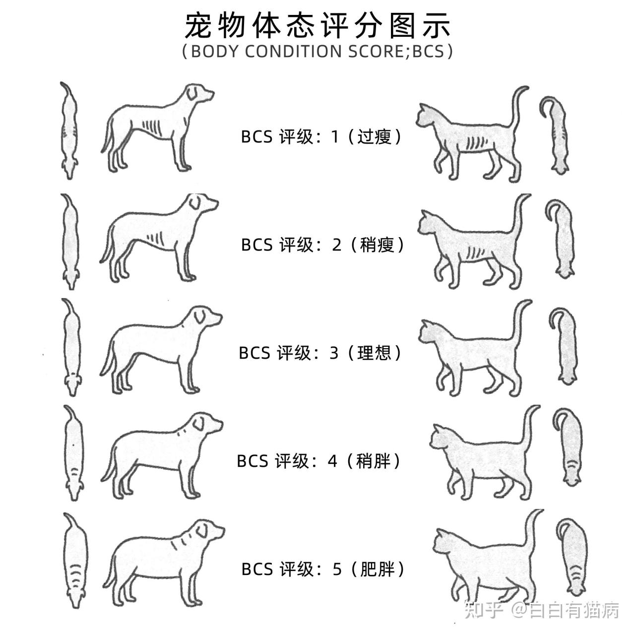 帕拉斯猫兔狲_帕拉斯猫_帕拉斯猫多少钱一只