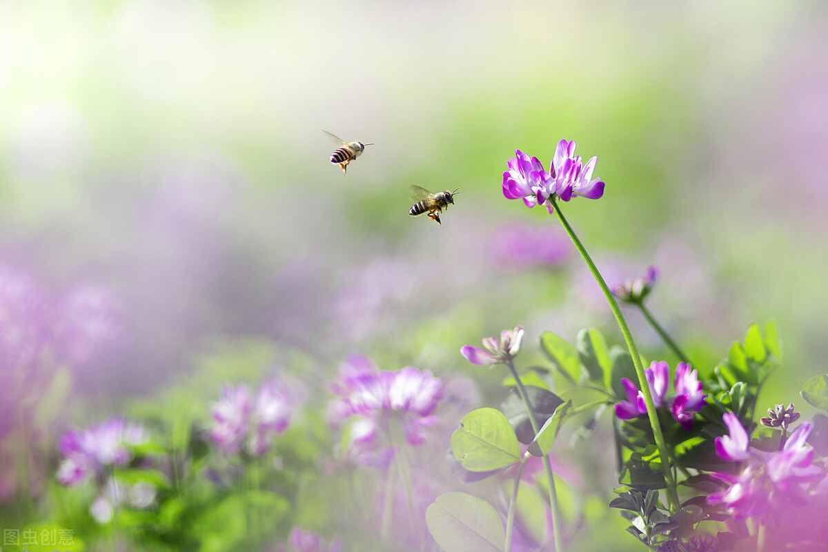 徐志摩《陌上花开》_徐志摩陌上花开写给谁的_徐志摩陌上花开经典语录