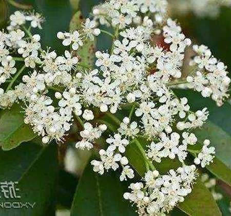 石楠花价值_石楠花树_石楠花什么梗