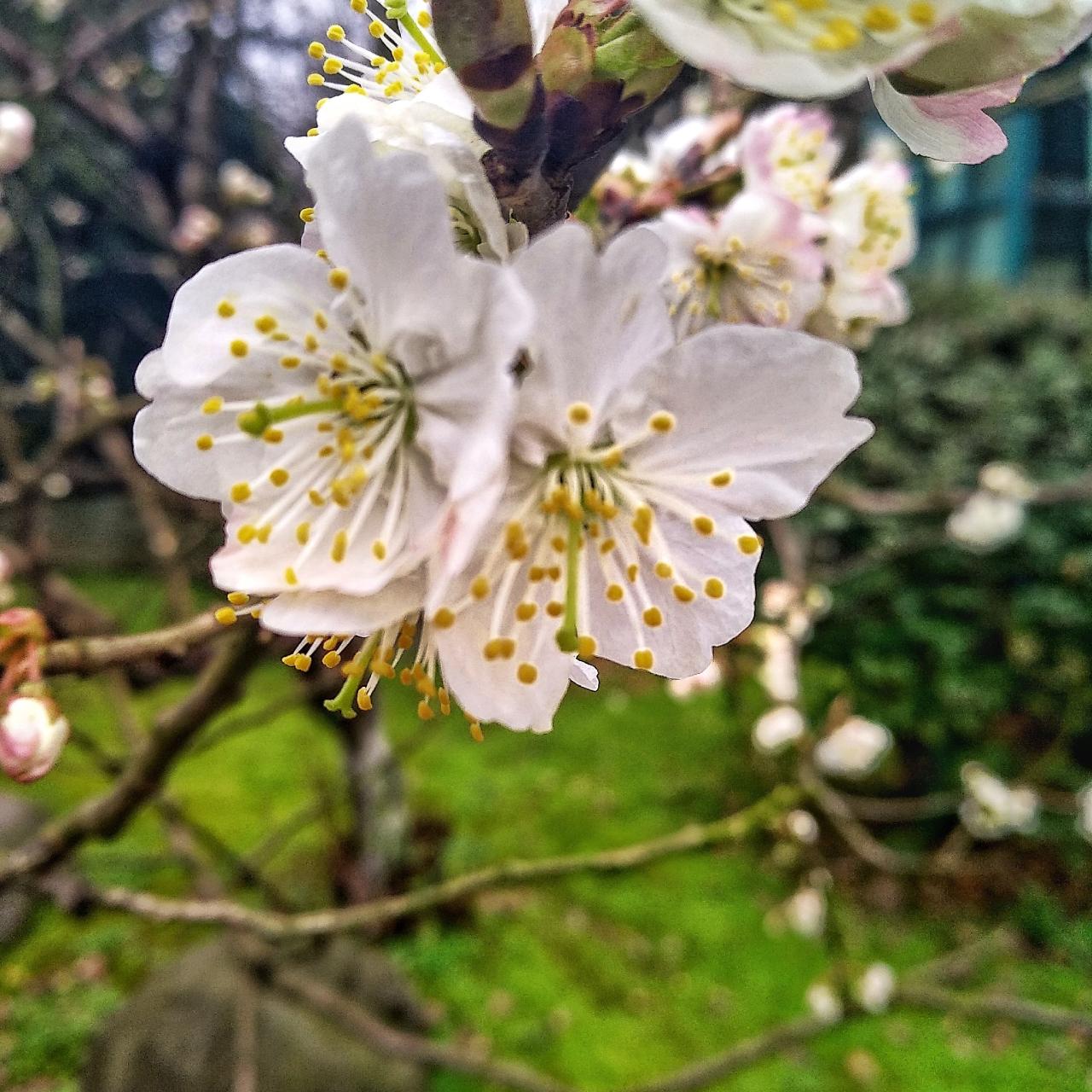 徐志摩陌上花开写给谁的_徐志摩陌上花开经典语录_徐志摩《陌上花开》