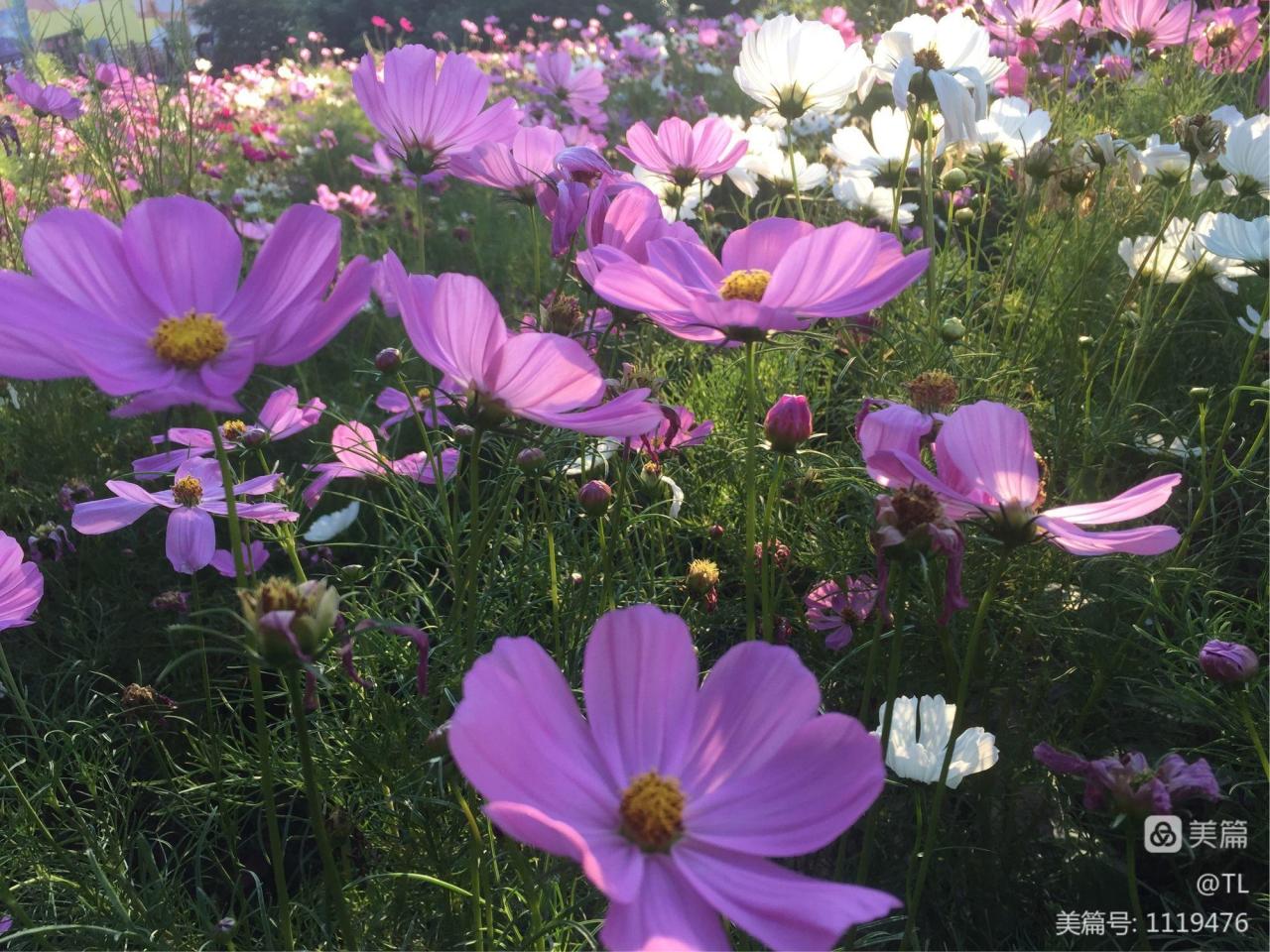 徐志摩陌上花开写给谁的_徐志摩花开花落_徐志摩《陌上花开》原文