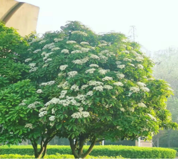 石楠花树_石楠花什么梗_石楠花价值