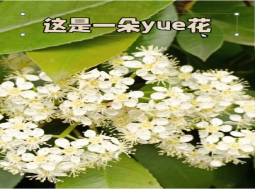 石楠花树_石楠花什么梗_石楠花价值