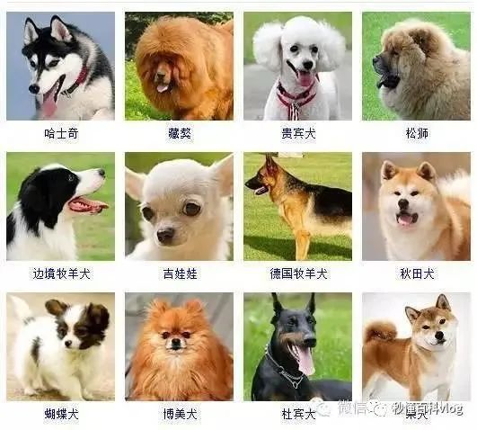 宠物大全品种狗排名_宠物狗品种大全_宠物狗大全狗品种介绍