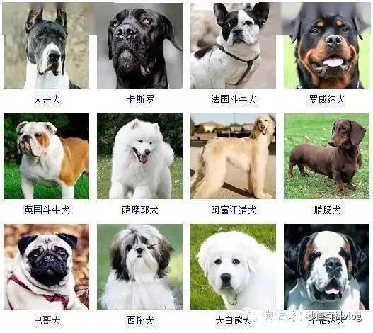 宠物狗大全狗品种介绍_宠物大全品种狗排名_宠物狗品种大全