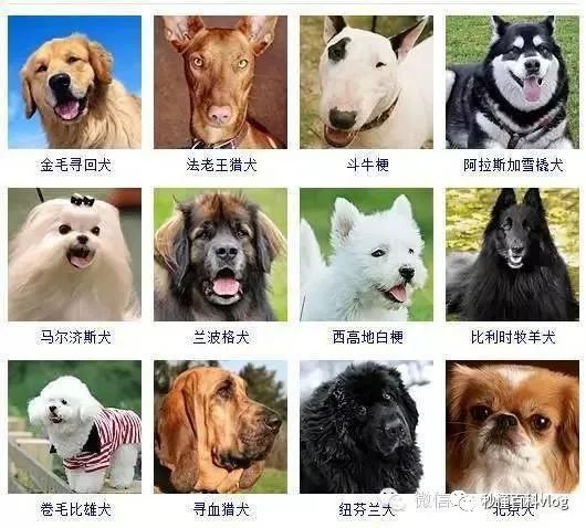 宠物狗大全狗品种介绍_宠物大全品种狗排名_宠物狗品种大全