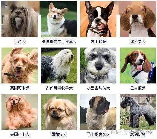 宠物狗大全狗品种介绍_宠物大全品种狗排名_宠物狗品种大全