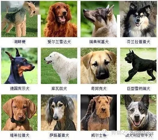 宠物狗品种大全_宠物狗大全狗品种介绍_宠物大全品种狗排名