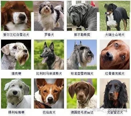 宠物狗品种大全_宠物狗大全狗品种介绍_宠物大全品种狗排名