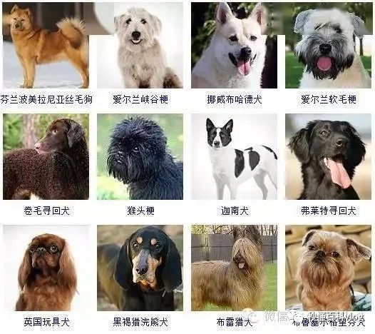 宠物大全品种狗排名_宠物狗品种大全_宠物狗大全狗品种介绍