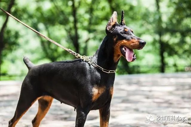 宠物狗品种大全_宠物狗大全狗品种介绍_宠物大全品种狗排名