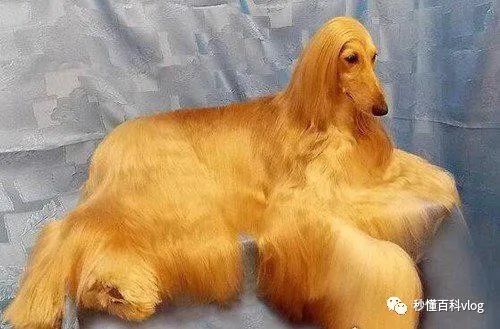 宠物大全品种狗排名_宠物狗品种大全_宠物狗大全狗品种介绍