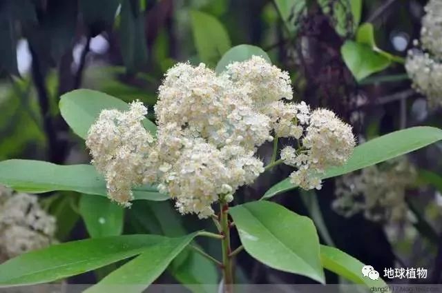 石楠花价值_石楠花是什么梗