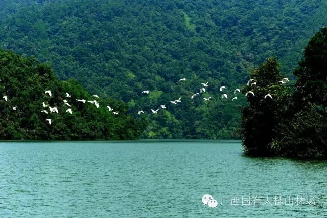 大桂山林场监理部_大桂山林场谢春俊_大桂山林场