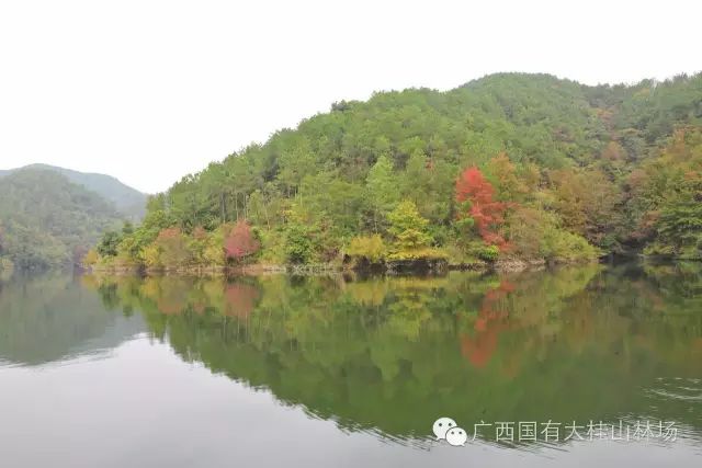 大桂山林场谢春俊_大桂山林场_大桂山林场监理部