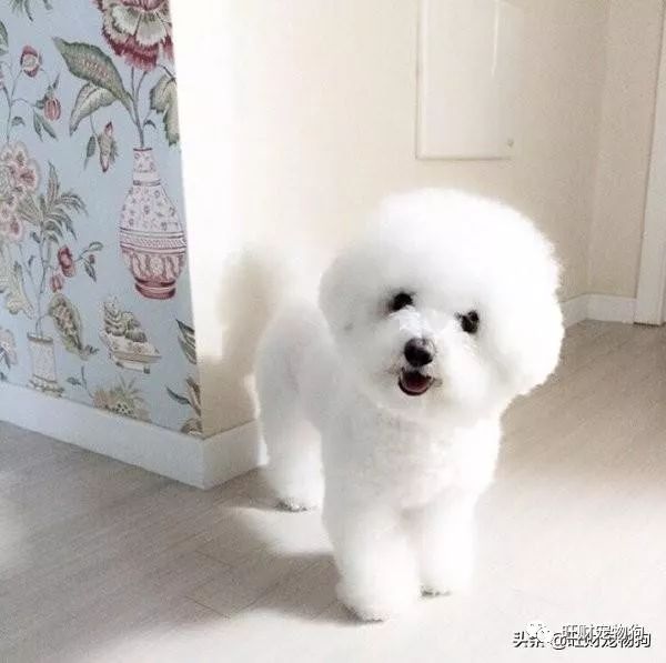 常见宠物品种狗价格介绍图_常见宠物品种狗价格介绍图片_宠物狗的品种及价格图片大全