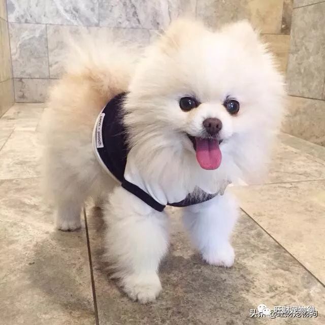 常见宠物品种狗价格介绍图_宠物狗的品种及价格图片大全_常见宠物品种狗价格介绍图片