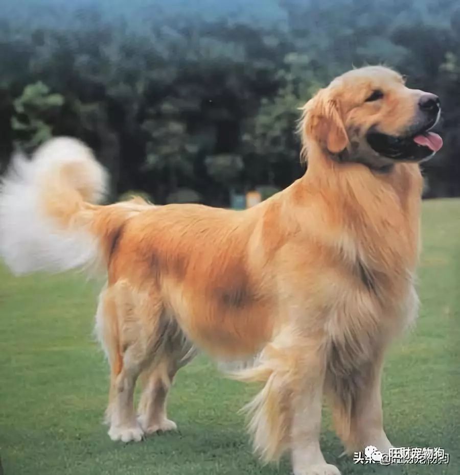 宠物狗的品种及价格图片大全_常见宠物品种狗价格介绍图片_常见宠物品种狗价格介绍图