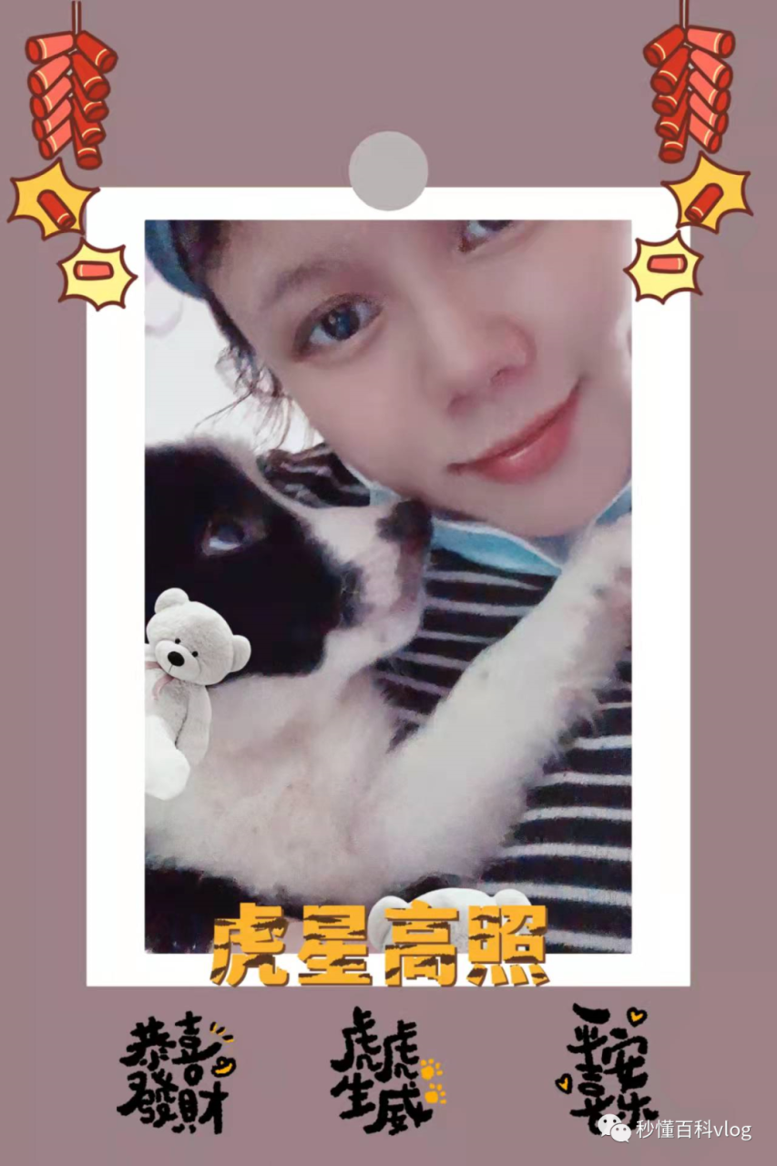 宠物大全品种狗排名_宠物狗大全狗品种介绍_宠物狗品种大全