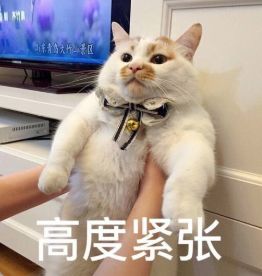 猫病抓伤狂犬为什么没事_猫抓伤狂犬病几乎为_猫抓伤狂犬病几乎为0