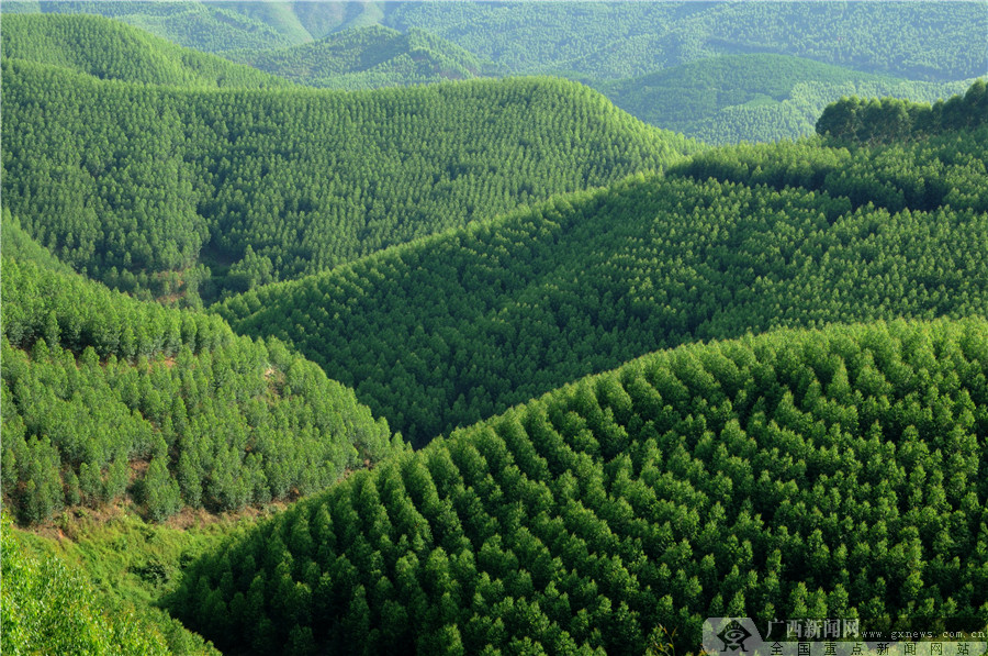 大桂山林场监理部_大桂山林场_大桂山林场谢春俊