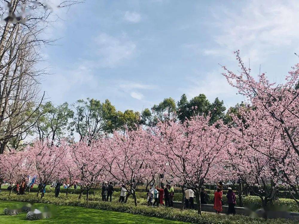 玉渊潭赏樱时间_玉渊潭公园门票预约_玉渊潭赏樱花从哪个门进