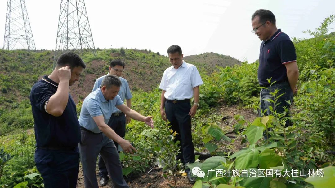 大桂山林场简介_大桂山林场_大桂山林场场长