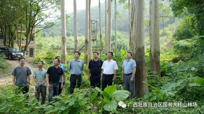 大桂山林场简介_大桂山林场场长_大桂山林场