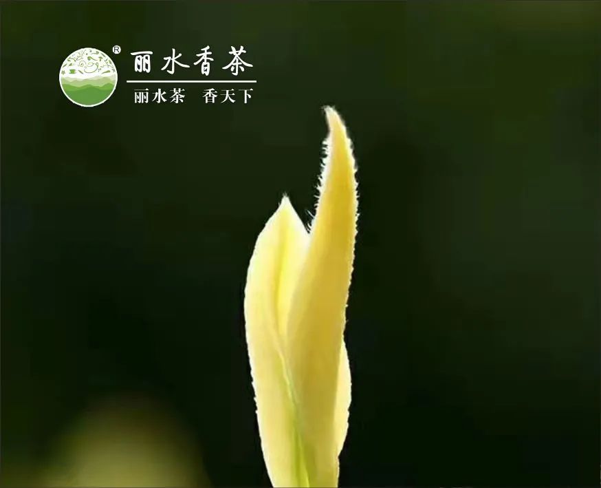 中国茶叶历史悠久浙江杭州盛产_浙江杭州盛产的茶叶是什么茶叶_茶叶浙江杭州盛产的是