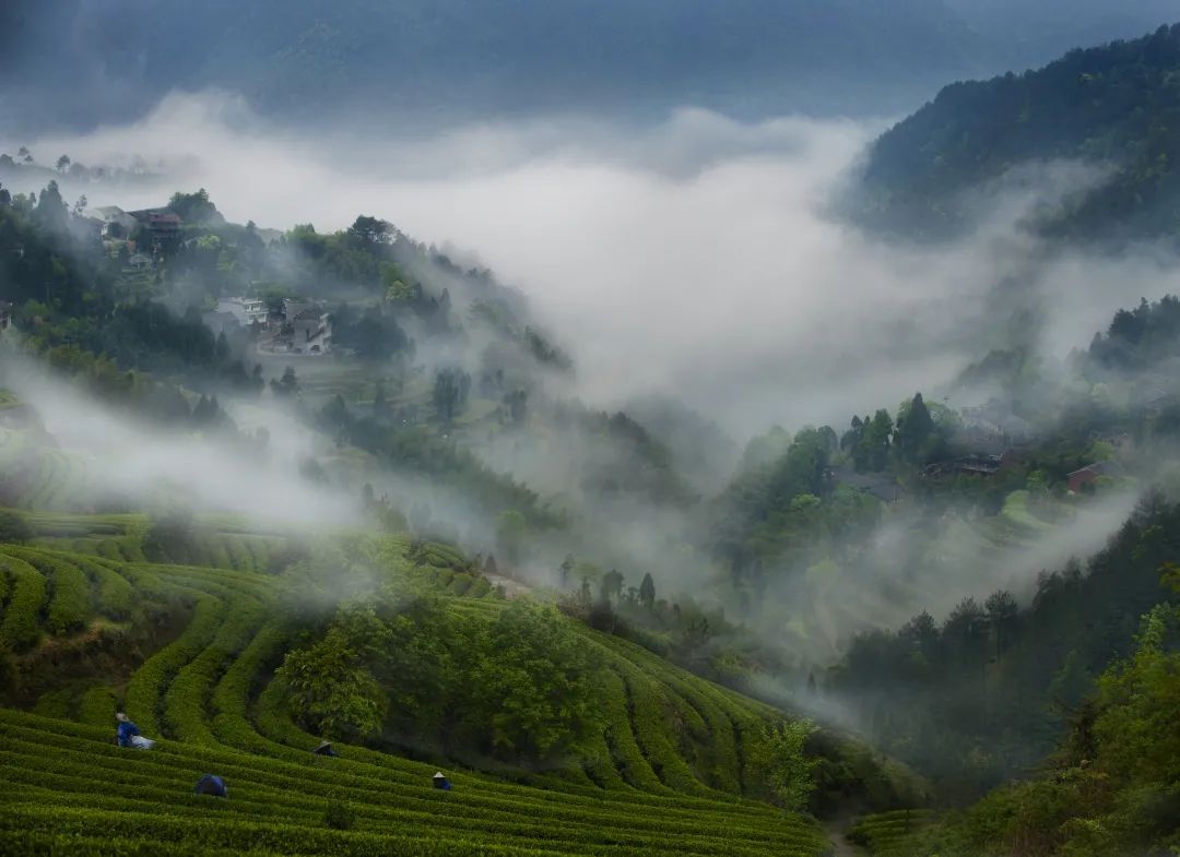 茶叶浙江杭州盛产的是_浙江杭州盛产的茶叶是什么茶叶_中国茶叶历史悠久浙江杭州盛产