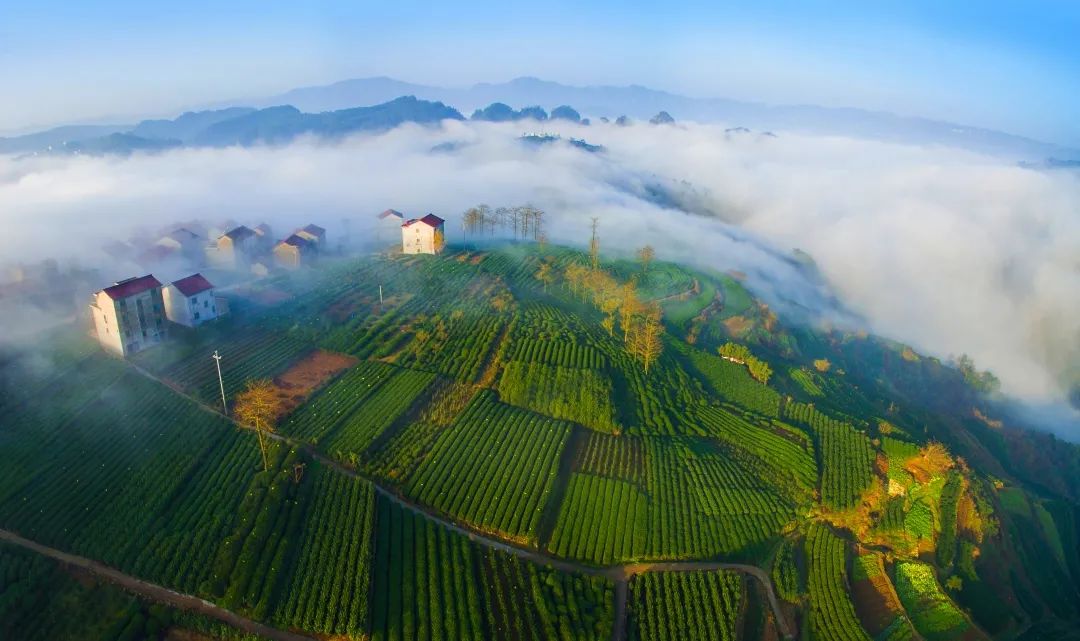 中国茶叶历史悠久浙江杭州盛产_浙江杭州盛产的茶叶是什么茶叶_茶叶浙江杭州盛产的是