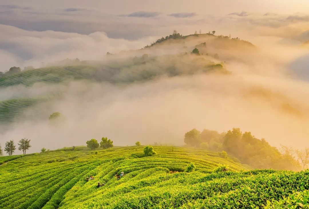 中国茶叶历史悠久浙江杭州盛产_浙江杭州盛产的茶叶是什么茶叶_茶叶浙江杭州盛产的是