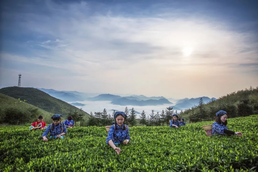 茶叶浙江杭州盛产的是_中国茶叶历史悠久浙江杭州盛产_浙江杭州盛产的茶叶是什么茶叶