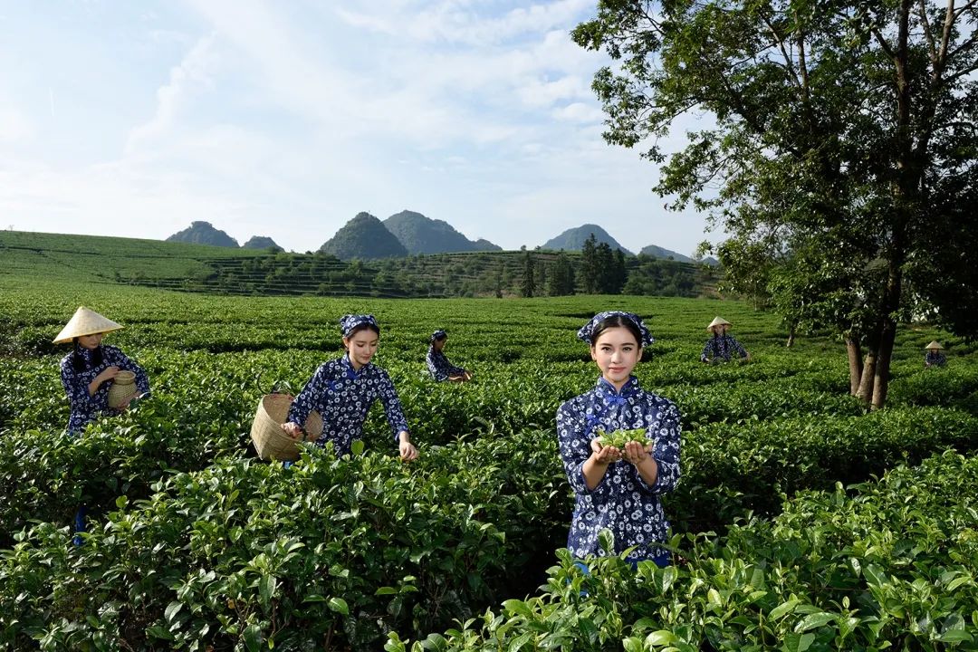 茶叶浙江杭州盛产的是_中国茶叶历史悠久浙江杭州盛产_浙江杭州盛产的茶叶是什么茶叶