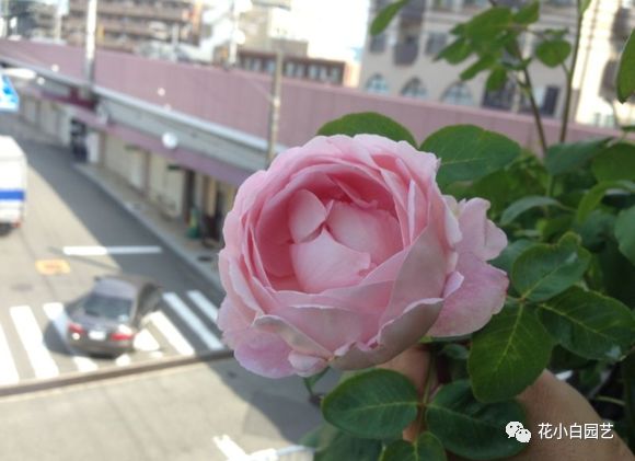 女主穿越圣斗士幻塔索斯_幻塔索斯_圣斗士幻塔索斯