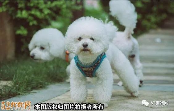 狗狗大全_狗狗大全及图片_全世界狗狗大全