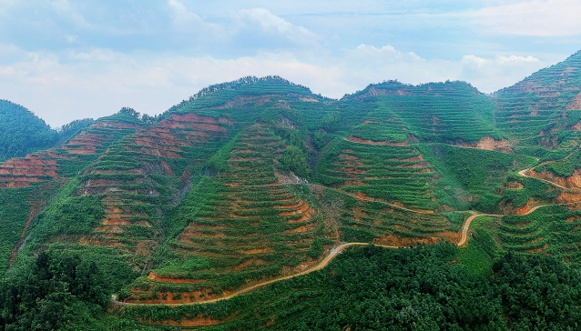 中国茶叶历史悠久浙江杭州盛产_浙江杭州盛产的茶叶是什么茶叶_茶叶浙江杭州盛产的是