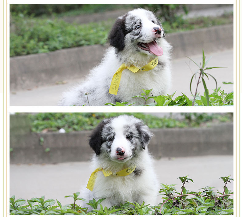 犬种大全_犬种_犬种识别