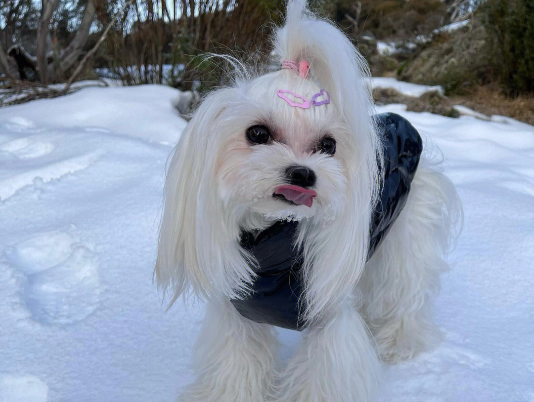 犬种_犬种大全_犬种识别