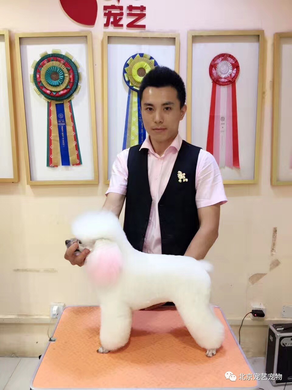 小狗品种_小狗品种图片名字_小狗品种小型犬