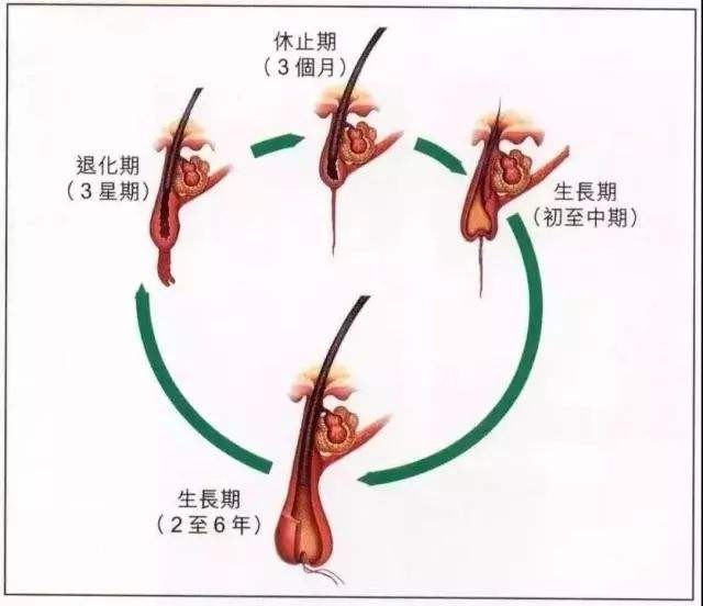 3天头发长10厘米秘诀_头发厘米图_头发长厘米大约多久