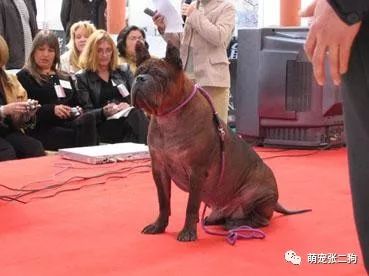 犬种大全排名_犬种大全_犬种大全图片及名字